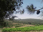 northern Israel